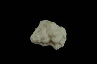 藏品(突瘤蛙螺)的圖片